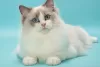 Foto №1. ragdoll-katze - zum Verkauf in der Stadt Пютте | Frei | Ankündigung № 128939