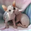 Foto №1. sphynx-katze - zum Verkauf in der Stadt Waterloo | Frei | Ankündigung № 128857