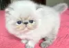 Foto №1. himalayan cat - zum Verkauf in der Stadt Лювен | Frei | Ankündigung № 128222