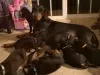 Foto №2 zu Ankündigung № 129259 zu verkaufen dobermann - einkaufen Schweiz züchter