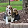 Foto №2 zu Ankündigung № 128467 zu verkaufen beagle - einkaufen Deutschland quotient 	ankündigung