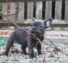 Foto №1. französische bulldogge - zum Verkauf in der Stadt Namur | 200€ | Ankündigung № 129078