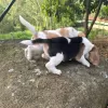 Zusätzliche Fotos: Wunderschöne Beagle-Welpen zu verkaufen.