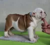 Zusätzliche Fotos: ENGLISCHE BULLDOGGE Welpen