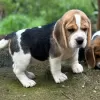 Foto №4. Ich werde verkaufen beagle in der Stadt Leipzig. quotient 	ankündigung - preis - 423€