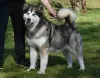 Foto №3. Alaskan Malamute Welpen. Serbien