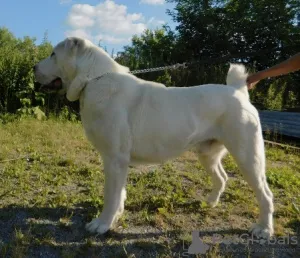 Zusätzliche Fotos: Zentralasiatischer Schäferhundwelpe