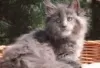 Foto №2 zu Ankündigung № 128593 zu verkaufen maine-coon-katze - einkaufen Finnland züchter