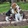 Foto №3. Ausgezeichnete reinrassige, gesunde Beagle-Welpen gesucht. Deutschland