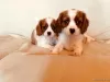 Foto №2 zu Ankündigung № 129493 zu verkaufen cavalier king charles spaniel - einkaufen Niederlande quotient 	ankündigung