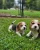 Foto №2 zu Ankündigung № 128483 zu verkaufen beagle - einkaufen Deutschland quotient 	ankündigung