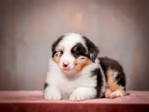 Foto №1. australian shepherd - zum Verkauf in der Stadt Jaroslawl | Verhandelt | Ankündigung № 4195