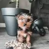 Foto №2 zu Ankündigung № 126872 zu verkaufen yorkshire terrier - einkaufen Portugal 