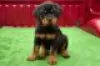 Foto №1. rottweiler - zum Verkauf in der Stadt Giessen | Frei | Ankündigung № 128426