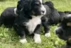 Foto №3. Outstanding Bernedoodle puppies for sale. Deutschland