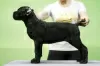 Foto №3. Italienischer Cane Corso für Show und Seele. Russische Föderation