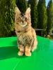 Foto №1. maine-coon-katze - zum Verkauf in der Stadt Rostock | 400€ | Ankündigung № 125717