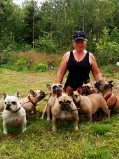 Foto №1. französische bulldogge - zum Verkauf in der Stadt St. Petersburg | 562€ | Ankündigung № 3289