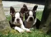 Foto №2 zu Ankündigung № 126878 zu verkaufen boston terrier - einkaufen Portugal 