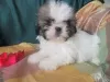 Foto №2 zu Ankündigung № 126858 zu verkaufen shih tzu - einkaufen Portugal 