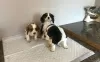 Foto №1. cavalier king charles spaniel - zum Verkauf in der Stadt Утрехт | 320€ | Ankündigung № 129493