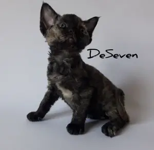 Foto №2 zu Ankündigung № 4415 zu verkaufen devon rex - einkaufen Ukraine vom kindergarten