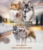 Foto №2 zu Ankündigung № 11608 zu verkaufen siberian husky - einkaufen Russische Föderation züchter