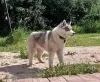 Foto №1. siberian husky - zum Verkauf in der Stadt Woronesch | 571€ | Ankündigung № 11609