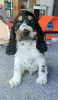 Foto №2 zu Ankündigung № 129125 zu verkaufen english cocker spaniel - einkaufen Polen züchter