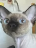 Foto №4. Ich werde verkaufen devon rex in der Stadt Kiew. vom kindergarten - preis - 507€