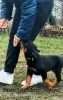 Foto №1. rottweiler - zum Verkauf in der Stadt Zrenjanin | Frei | Ankündigung № 129651