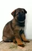 Foto №4. Ich werde verkaufen deutscher schäferhund in der Stadt Ashdod.  - preis - 56793286€