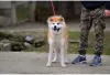 Zusätzliche Fotos: Japanische Akita Inu-Welpen