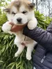 Foto №1. alaskan malamute - zum Verkauf in der Stadt Slovenj Gradec | 1300€ | Ankündigung № 88443