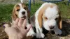 Zusätzliche Fotos: Entzückende Beagle-Welpen zu verkaufen.