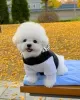 Foto №3. Bichon Frise Welpen. Tschechische Republik