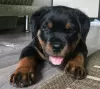 Foto №1. rottweiler - zum Verkauf in der Stadt Santiago | verhandelt | Ankündigung № 42784