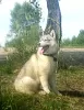 Foto №1. siberian husky - zum Verkauf in der Stadt Woronesch | 571€ | Ankündigung № 11611