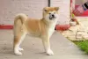 Foto №3. Akita Inu. Serbien