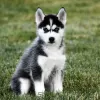 Foto №1. siberian husky - zum Verkauf in der Stadt Nowosibirsk | Frei | Ankündigung № 35484