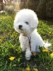 Foto №3. Bichon Frise Welpen. USA