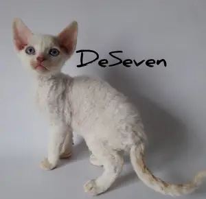 Foto №1. devon rex - zum Verkauf in der Stadt Kiew | Verhandelt | Ankündigung № 4415