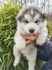 Foto №4. Ich werde verkaufen alaskan malamute in der Stadt Slovenj Gradec. quotient 	ankündigung - preis - 1300€