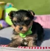 Foto №2 zu Ankündigung № 127880 zu verkaufen yorkshire terrier - einkaufen USA quotient 	ankündigung