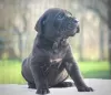 Foto №2 zu Ankündigung № 129035 zu verkaufen cane corso italiano - einkaufen Serbien 