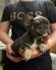 Foto №3. Sie sind so schöne französische Bulldoggenwelpen zu verkaufen. Deutschland