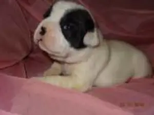 Foto №4. Ich werde verkaufen französische bulldogge in der Stadt Minsk. quotient 	ankündigung - preis - 300€