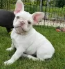 Foto №2 zu Ankündigung № 128709 zu verkaufen französische bulldogge - einkaufen Deutschland quotient 	ankündigung