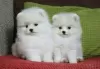 Foto №3. Pomeranian Spitz puppies for adoption. Deutschland