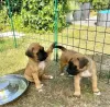 Foto №1. deutscher boxer - zum Verkauf in der Stadt Mainz-Bingen | 159€ | Ankündigung № 129612